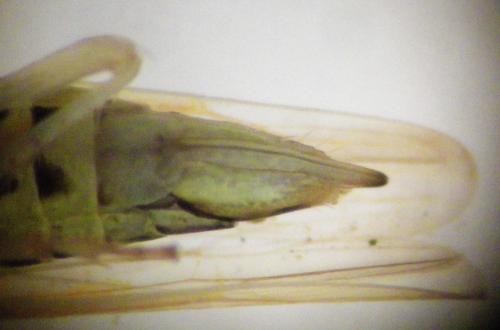 Réf. 273 751 : Dikraneura variata